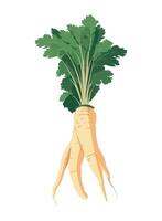 Fresh organic vegetable parsnip, healthy meal icon isolated vector