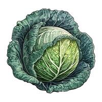 Cabbage isolated on white background illustration icon isolated vector