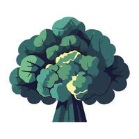 Organic broccoli fresh ingredient icon isolated vector