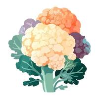 cauliflower on white background icon isolated vector