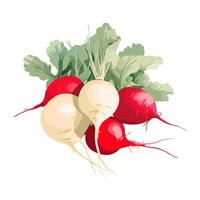 Fresh organic salad with ripe radish icon isolated vector