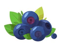 Ripe blueberries on green leaf, fresh and healthy icon isolated vector