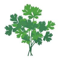 Fresh parsley, healthy salad icon isolated vector