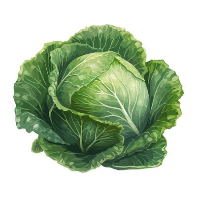 cabbage organic salad, a healthy vegetarian meal icon isolated