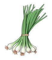 spring onion vegetables, perfect for healthy eating icon isolated vector