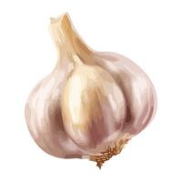 Fresh organic garlic, ripe for autumn cooking icon isolated vector