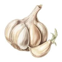 Fresh organic garlic clove, a healthy seasoning icon isolated vector