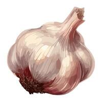 Fresh organic garlic clove, ripe for cooking icon isolated vector