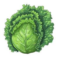 Fresh organic cabbage ripe vegetable icon isolated vector