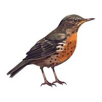 Small starling perching, singing sweetly icon isolated vector