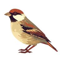 Cute sparrow perching, close up view icon isolated vector