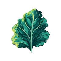 Organic growth nature lettuce leaf icon isolated vector
