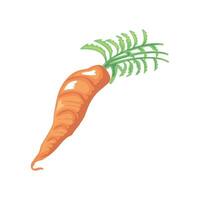 fresh carrot vegetable icon isolated white background vector