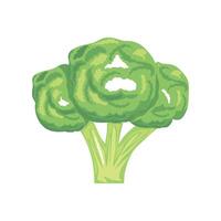 fresh broccoli vegetable icon isolated white background vector