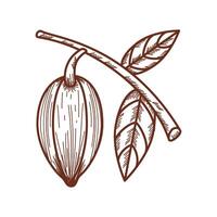cacao tree and leaf icon isolated vector