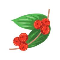 acai and leaves illustration isolated vector