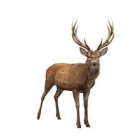 Stag Deer in Front of Transparent Background AI-Generative png