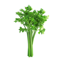 Parsley Isolated on Transparent Background AI-Generative png