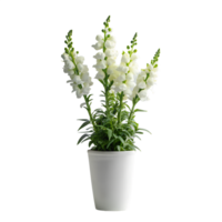 Snapdragon flowers in a minimalist style white pot is tall isolated on a translucent background png