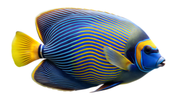 Emperor Angelfish isolated on background png