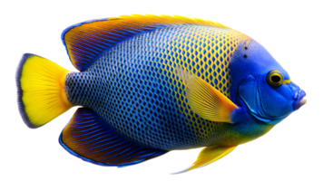 Blueface Angelfish isolated on background png