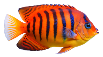 Flame Angelfish isolated on background png