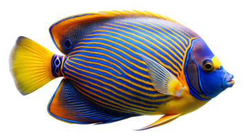 Majestic Angelfish isolated on background png