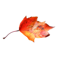 Macro Photograph of Leaves Revealing Intricate Leaf Structure and Surface png