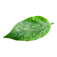 Macro Photograph of Leaves Revealing Intricate Leaf Structure and Surface png