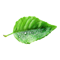 Macro Photograph of Leaves Revealing Intricate Leaf Structure and Surface png
