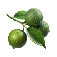 Lime branches from trees. With Dew Drops png