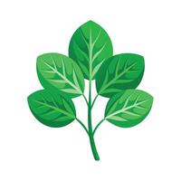 Realistic Beautiful Leaves Illustration vector