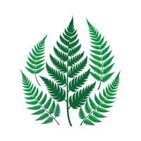 Realistic Beautiful Leaves Illustration vector