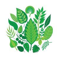 Realistic Beautiful Leaves Illustration vector