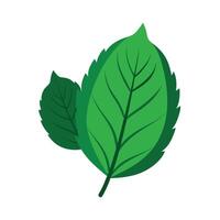 Realistic Beautiful Leaves Illustration vector