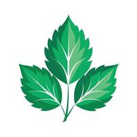 Realistic Beautiful Leaves Illustration vector