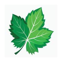Realistic Beautiful Leaves Illustration vector