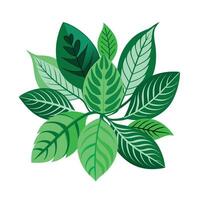 Realistic Beautiful Leaves Illustration vector