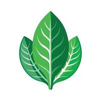 Realistic Beautiful Leaves Illustration vector
