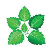 Realistic Beautiful Leaves Illustration vector