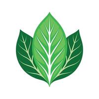 Realistic Beautiful Leaves Illustration vector