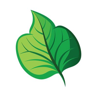 Realistic Beautiful Leaves Illustration