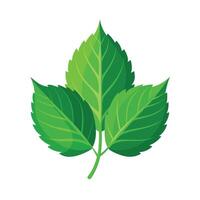 Realistic Beautiful Leaves Illustration vector