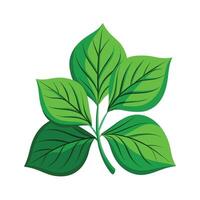 Realistic Beautiful Leaves Illustration vector