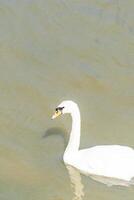 Graceful White Swan on Serene Pond photo