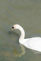 Gaggle of Swans in a Rural River photo