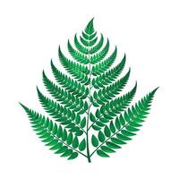 Realistic Beautiful Leaves Illustration vector