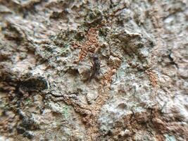 Close up photo of tree's skin texture