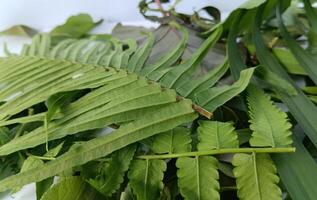 a collection of various types of leaves photo