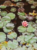 Peaceful pond with calm water overgrown with water lilies and pink flowers photo